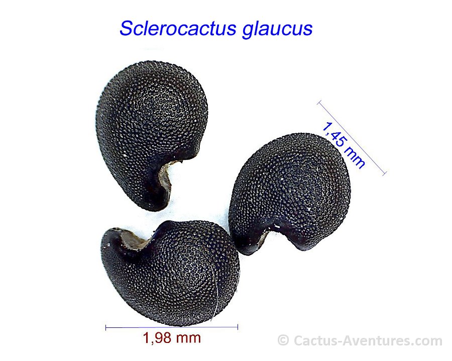 Sclerocactus glaucus EM.jpg1